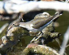 Spotted Sandpiper