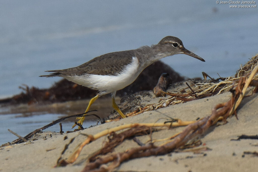 Spotted Sandpiper