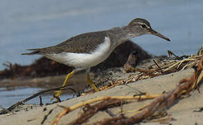 Spotted Sandpiper