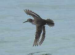 Spotted Sandpiper