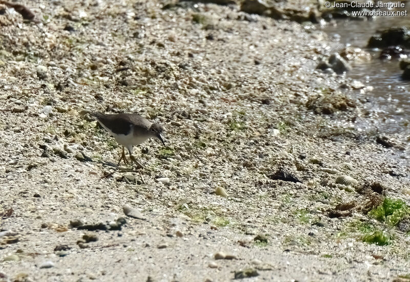 Spotted Sandpiperadult, walking