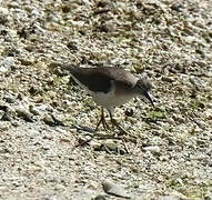 Spotted Sandpiper