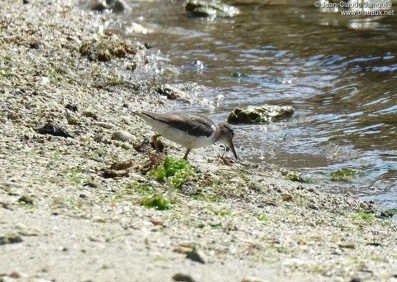 Spotted Sandpiper, eats