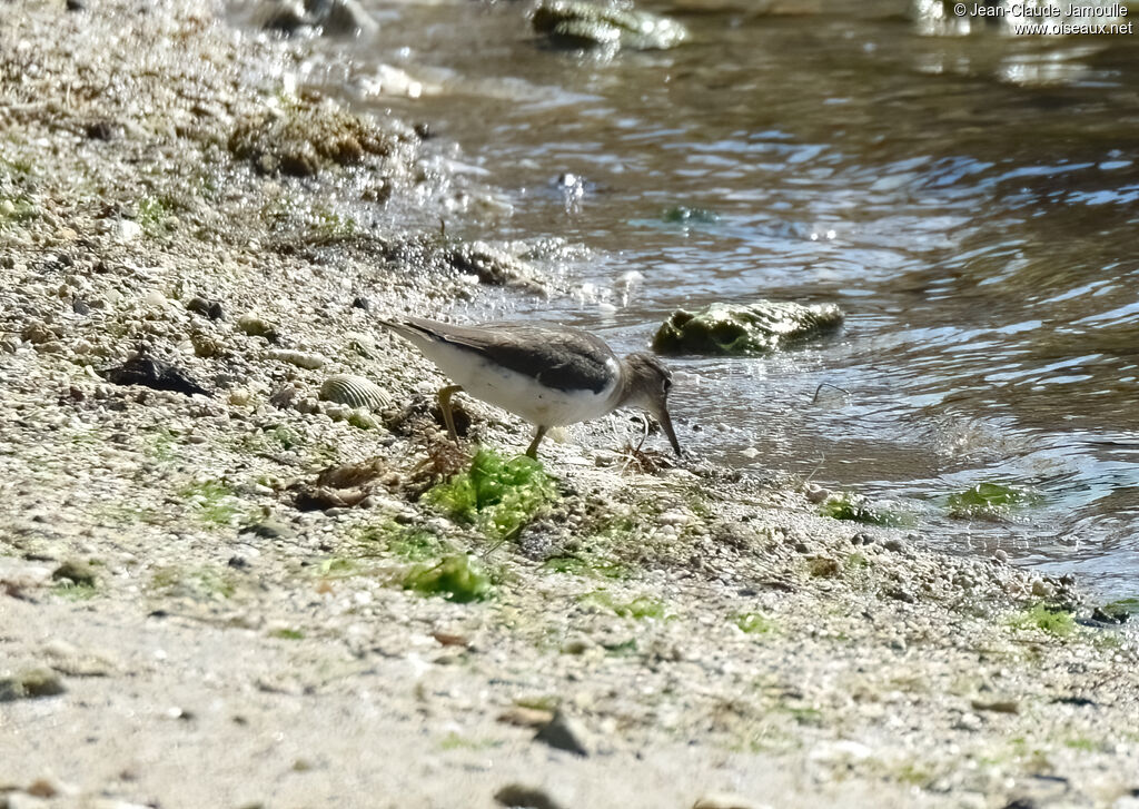 Spotted Sandpiper, eats