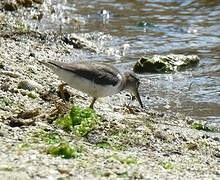 Spotted Sandpiper