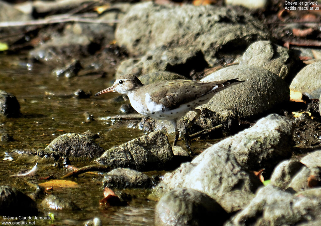 Spotted Sandpiper, Behaviour