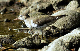 Spotted Sandpiper