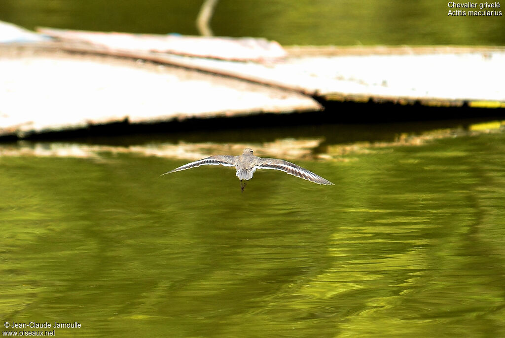 Spotted Sandpiper, Flight