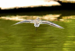 Spotted Sandpiper