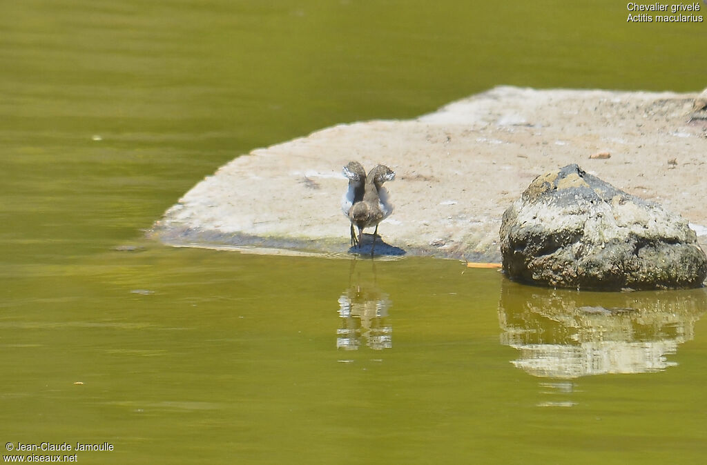 Spotted Sandpiper, Behaviour