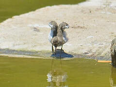 Spotted Sandpiper