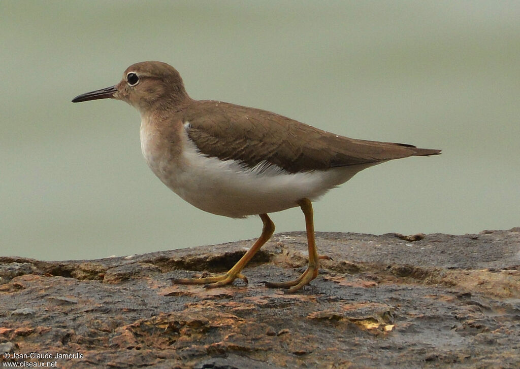 Spotted Sandpiper