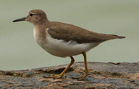 Spotted Sandpiper