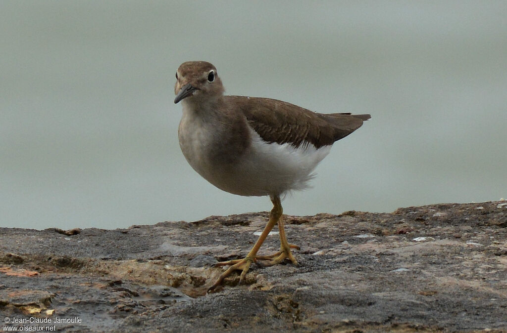 Spotted Sandpiper