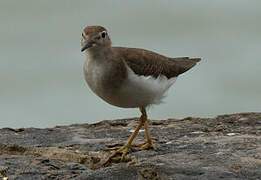 Spotted Sandpiper