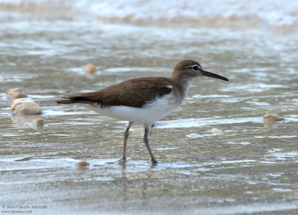 Spotted Sandpiper