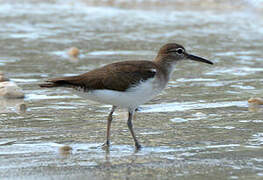 Spotted Sandpiper