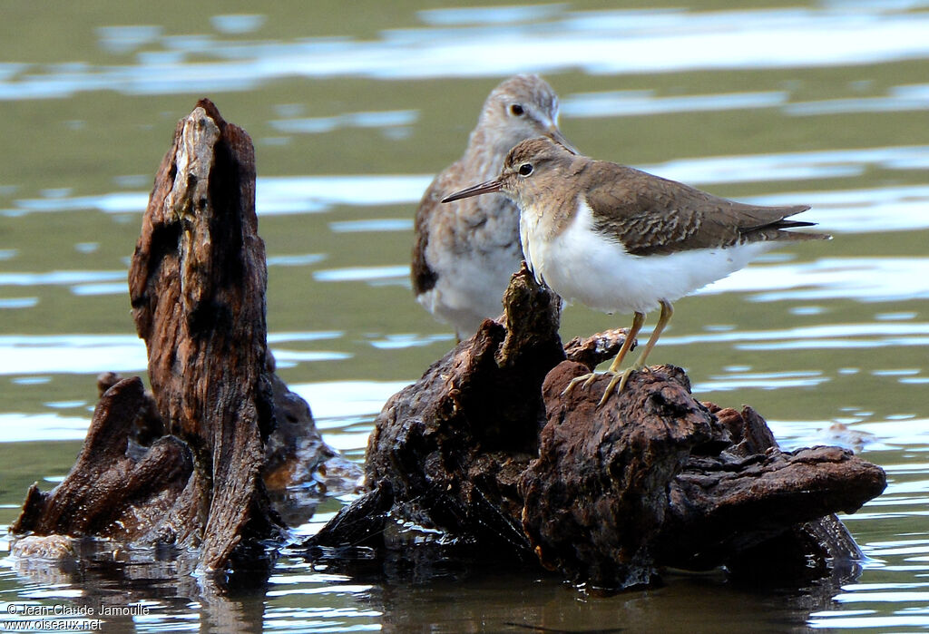 Spotted Sandpiper, Behaviour