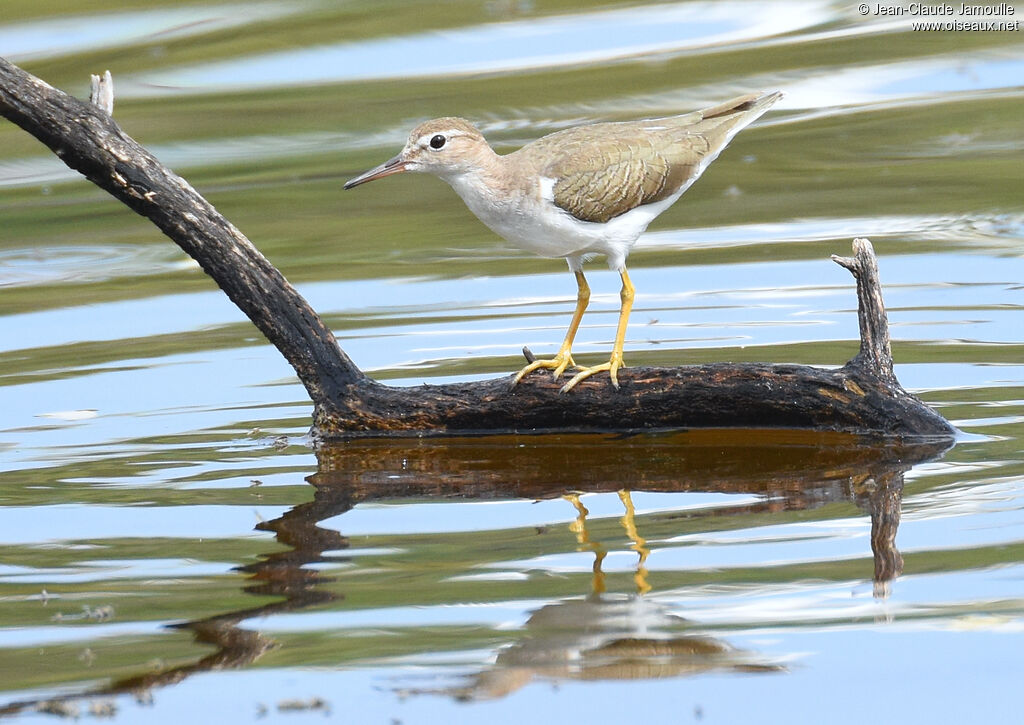 Spotted Sandpiper