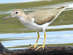 Spotted Sandpiper