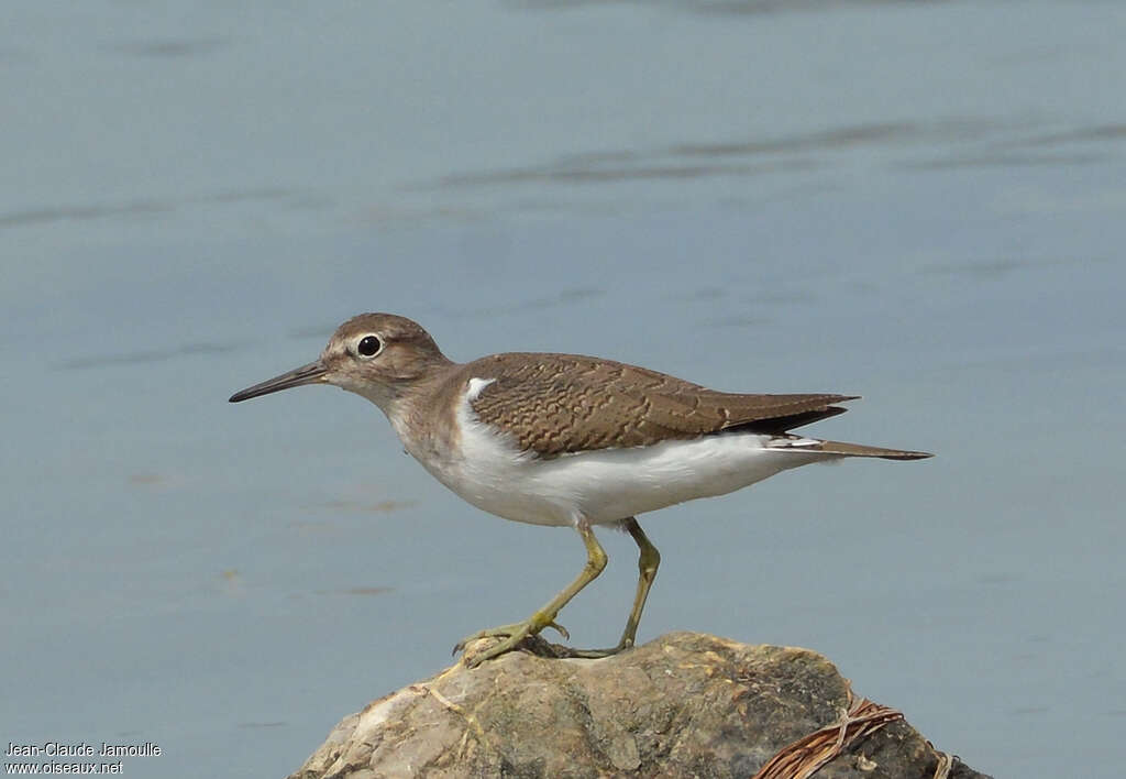 Common Sandpiperadult transition, identification