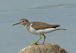 Common Sandpiper