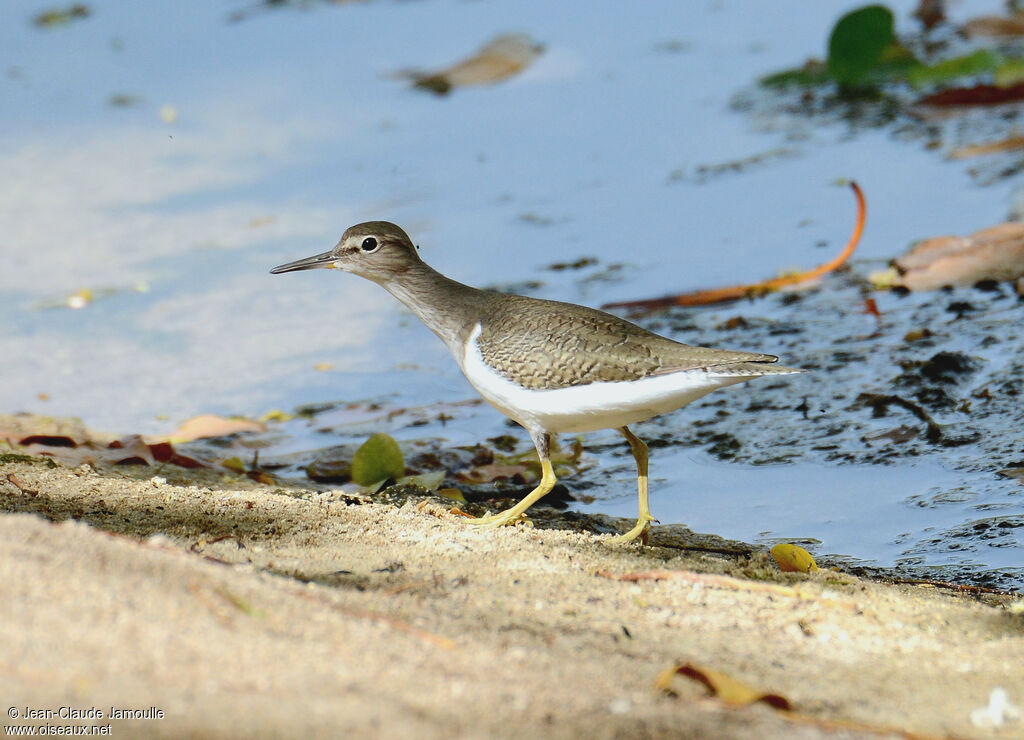 Common Sandpiper