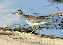 Common Sandpiper