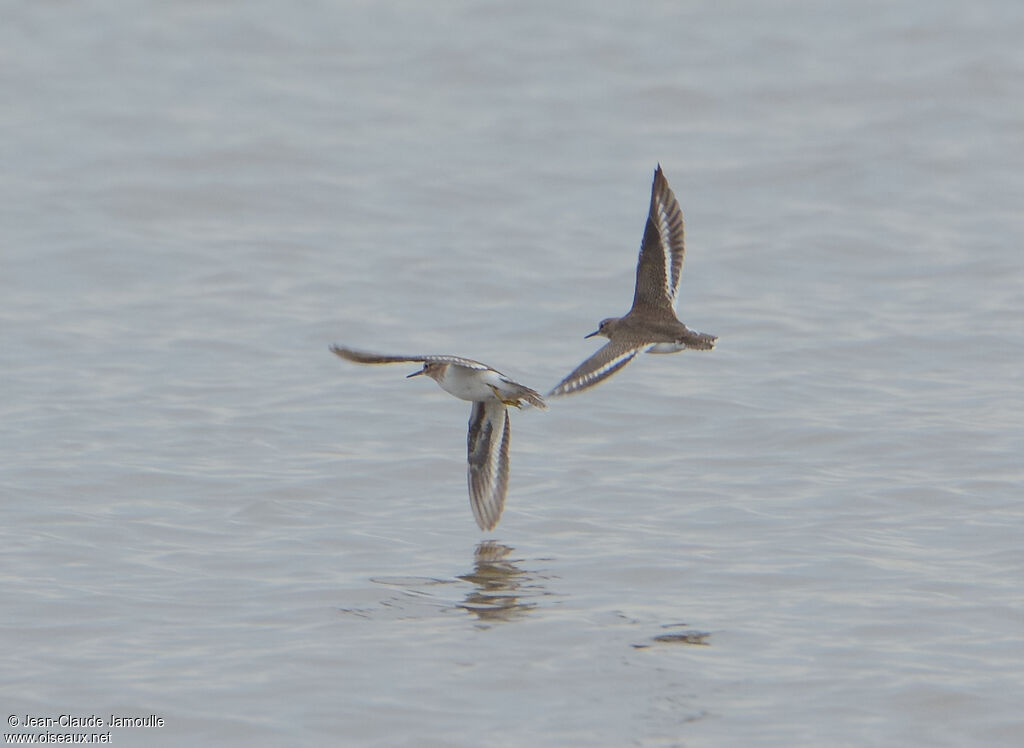 Common Sandpiper, Flight