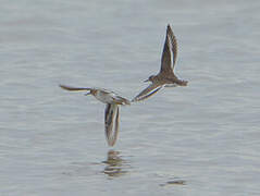 Common Sandpiper