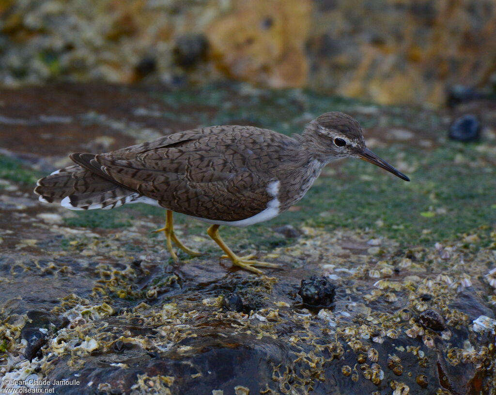 Common Sandpiper