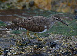 Common Sandpiper