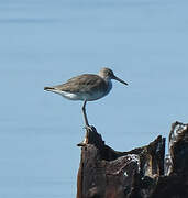 Willet