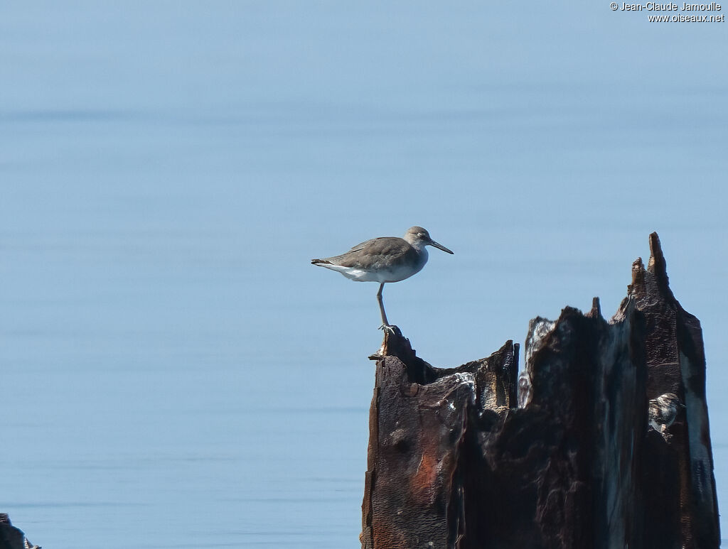 Willet