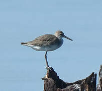 Willet