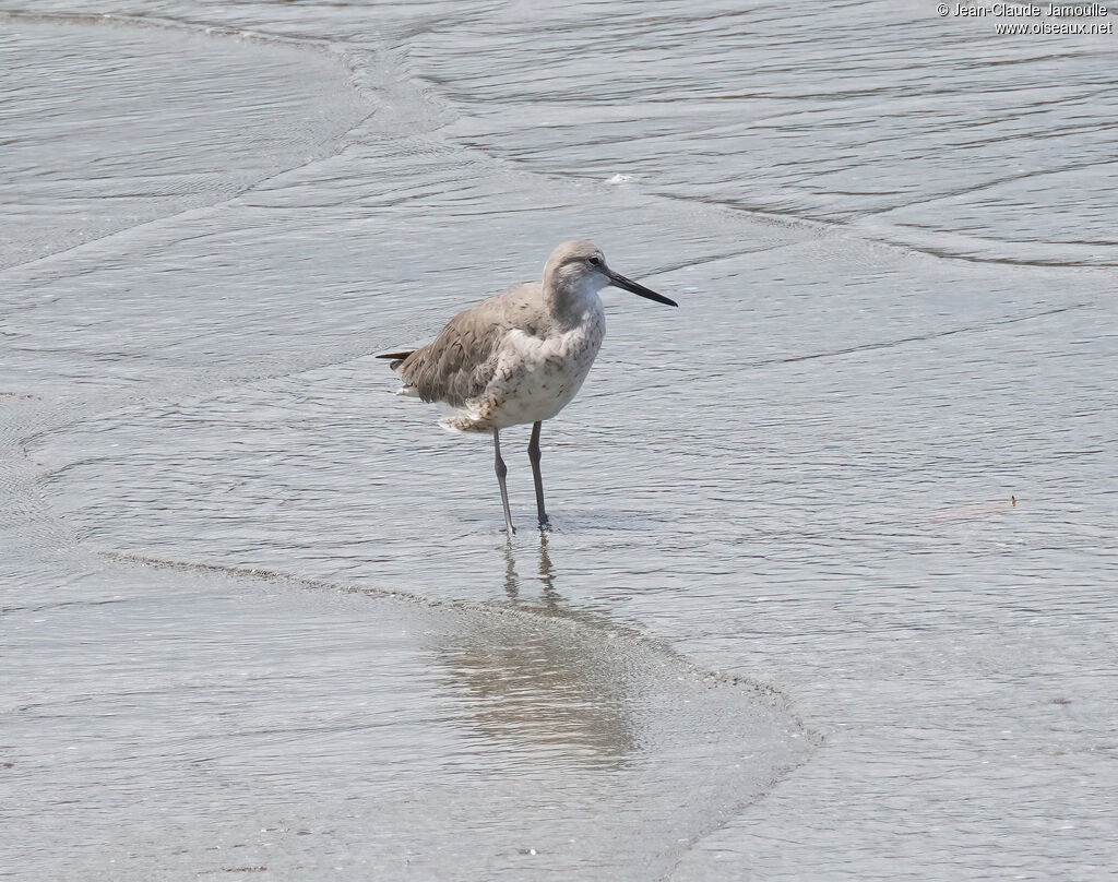 Chevalier semipalmé