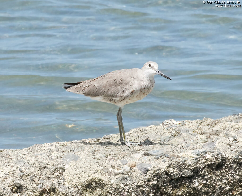 Chevalier semipalmé