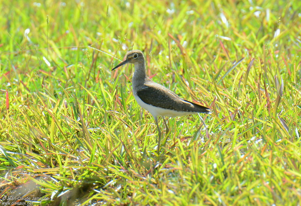 Solitary Sandpiper