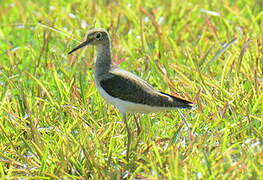 Solitary Sandpiper