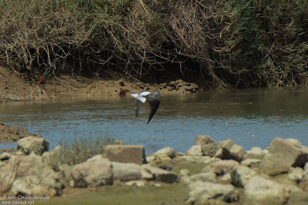 Marsh Sandpiper, Flight