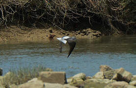 Marsh Sandpiper