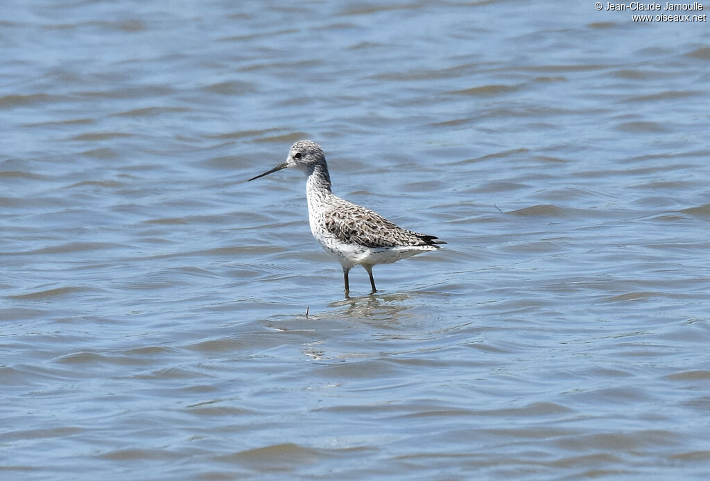 Marsh Sandpiper