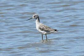 Marsh Sandpiper