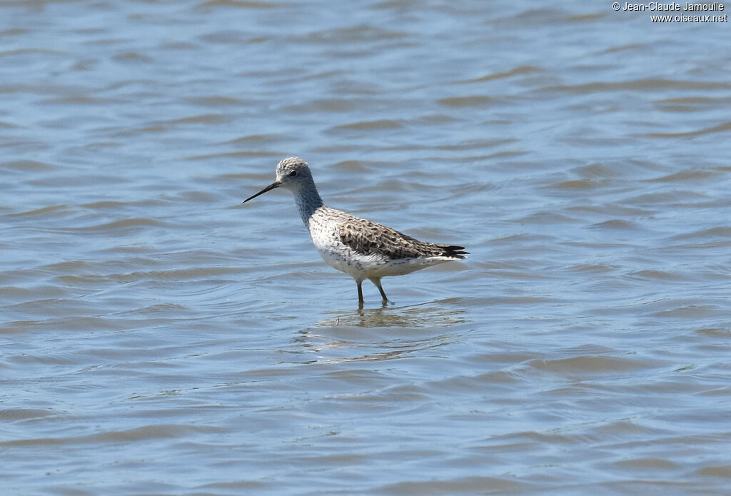 Marsh Sandpiper