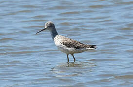 Marsh Sandpiper