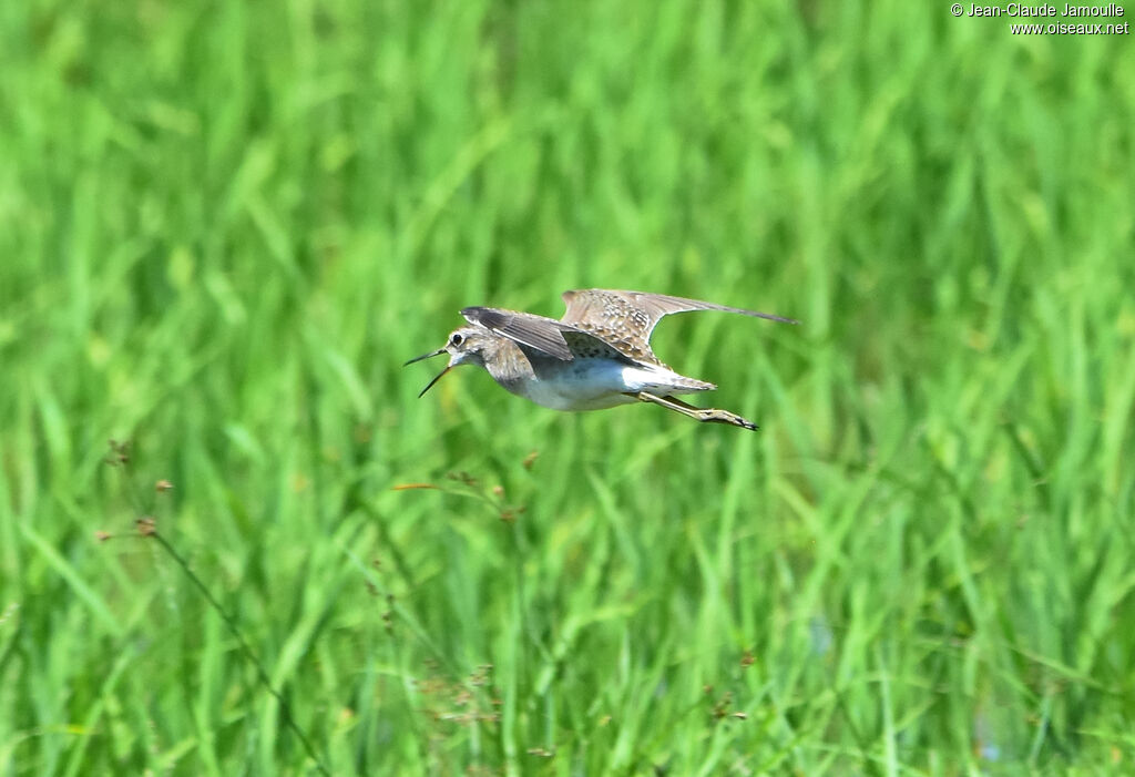 Wood Sandpiper