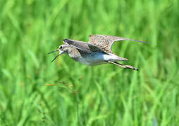 Wood Sandpiper