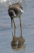 Wood Sandpiper