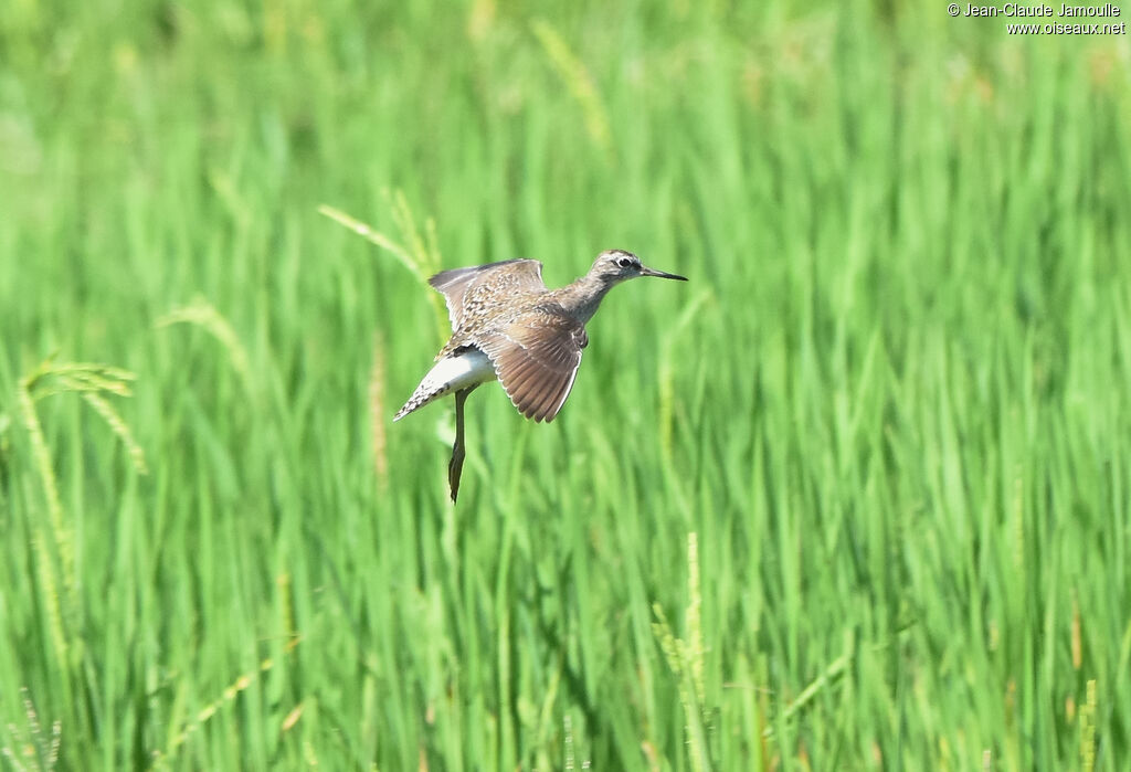 Wood Sandpiper