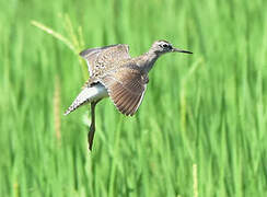 Wood Sandpiper